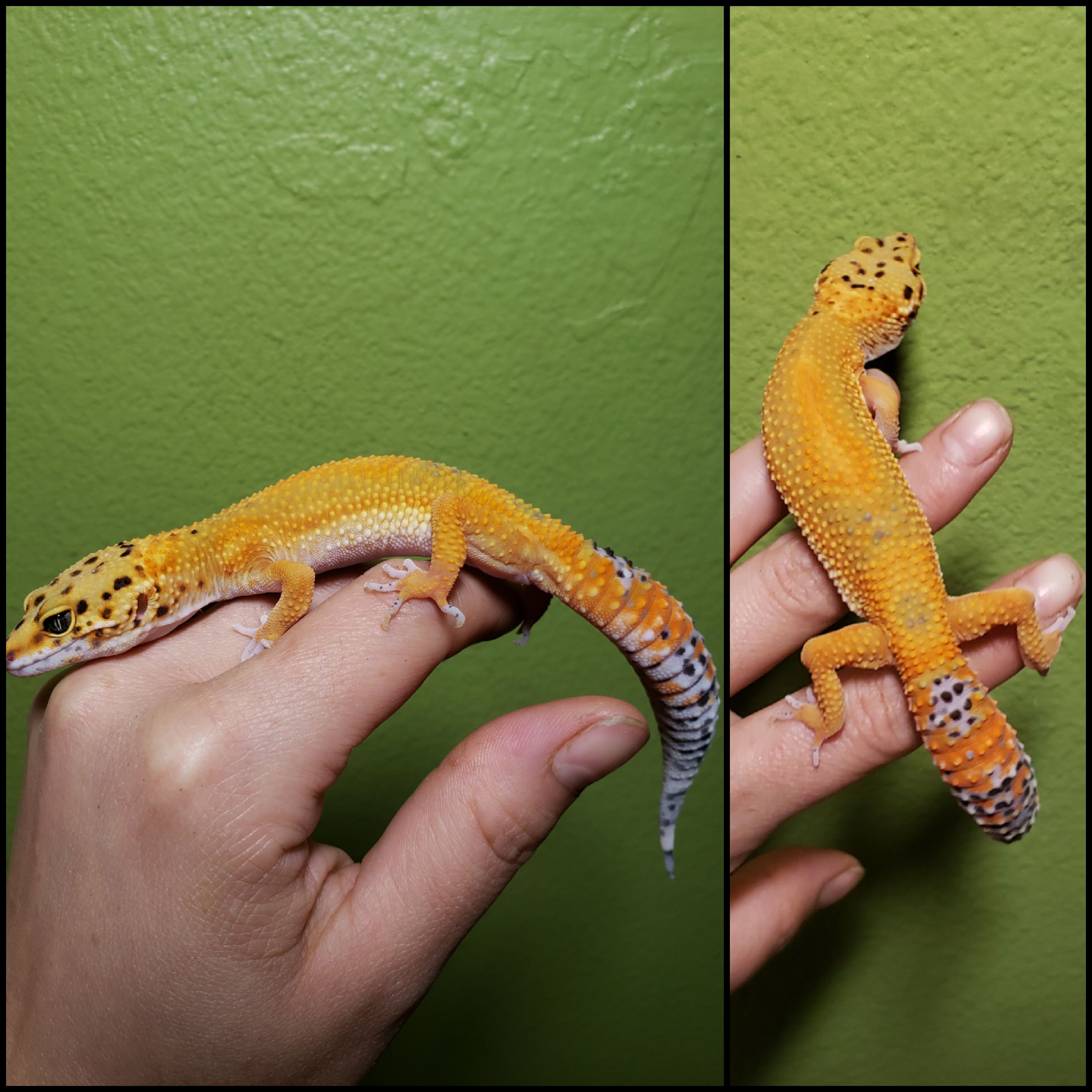 Blood Leopard Gecko by Robust Reptiles