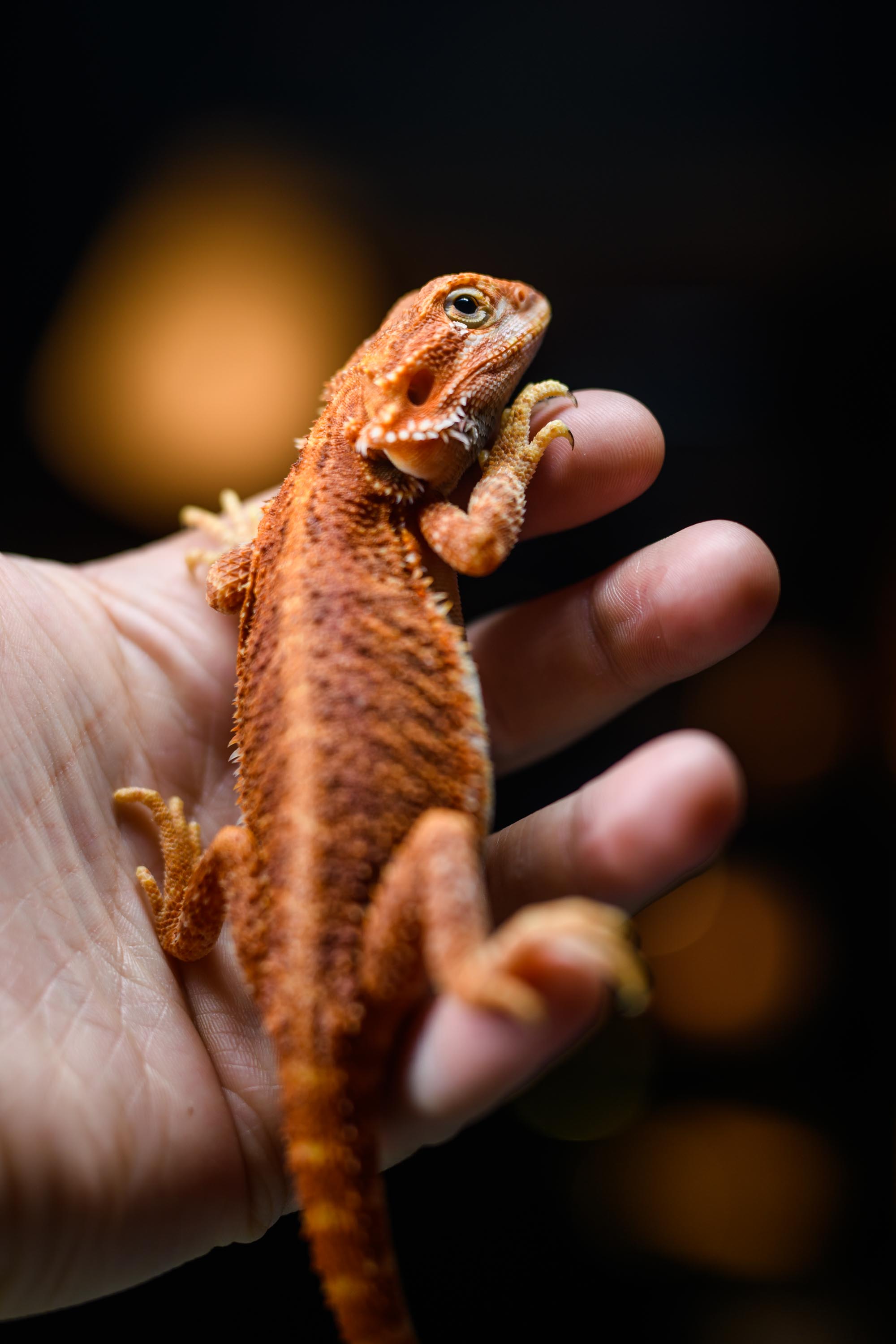 RED Central Bearded Dragon by Biblical Dragons