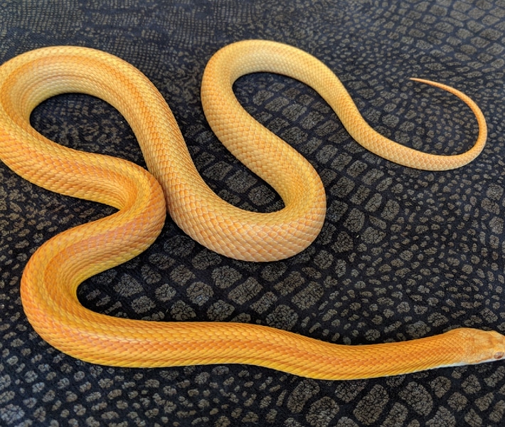 albino hybrid comprised of corn snake and Great Plains rat snake bu RepStylin