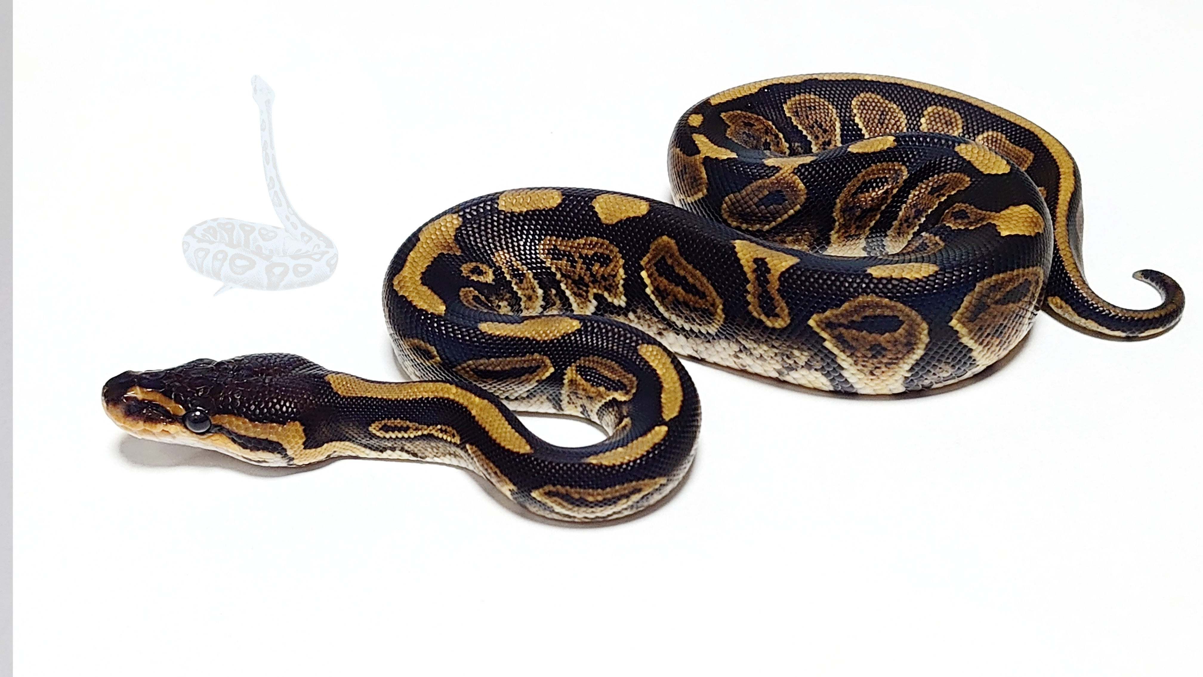 Wookie Female Ball Python by The Collectors Reptiles