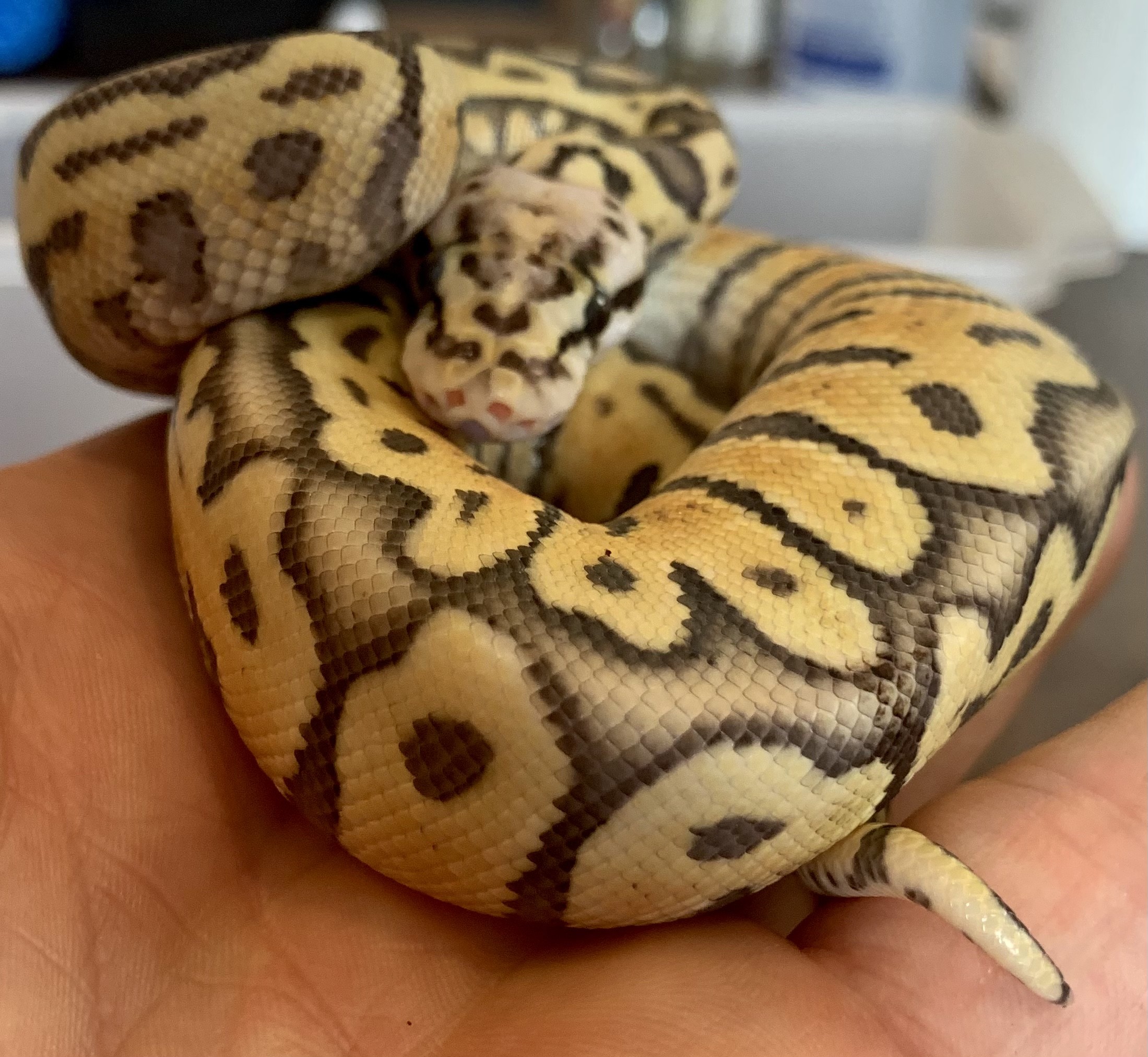 Worlds First Super Pastel Woma HRA Yellowbelly By Broken Road Reptiles