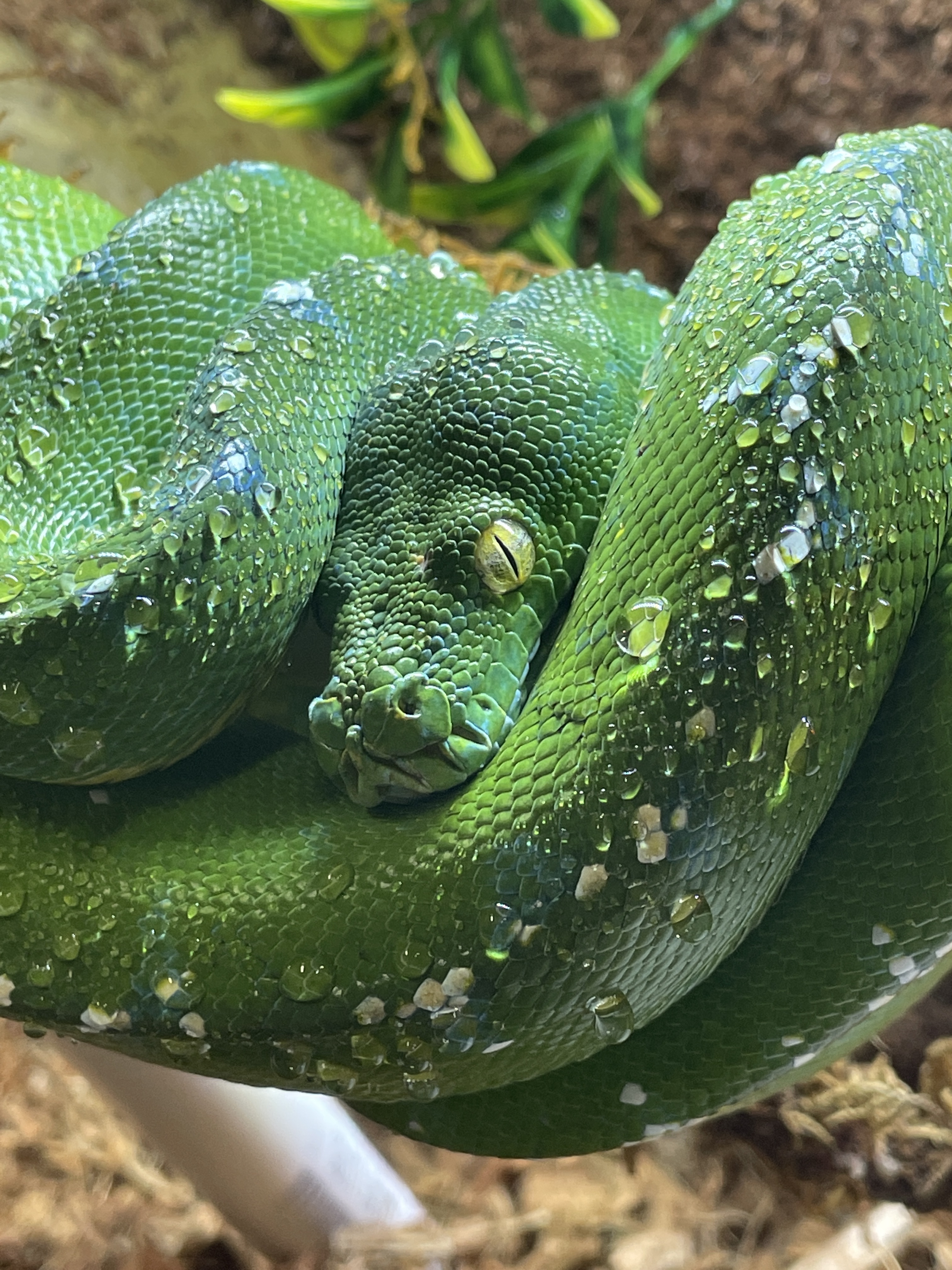 Aru Green Tree Python by Red Stick Reptiles