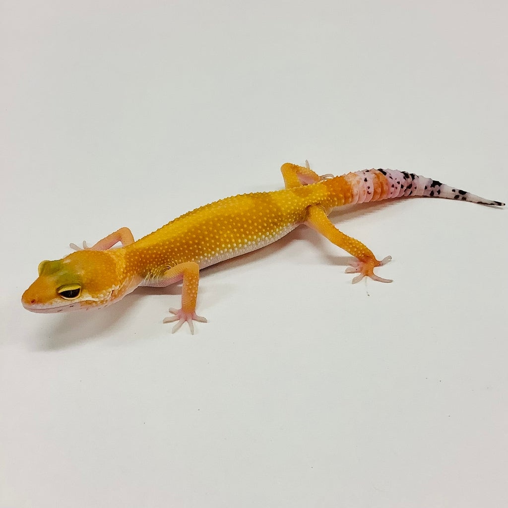 Gecko Genetics X Blood Tangerine by Suburban Geckos