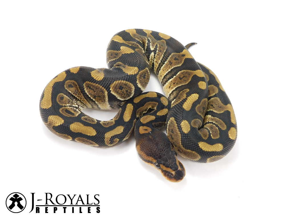 Wookie Ball Python by J-Royals Reptiles