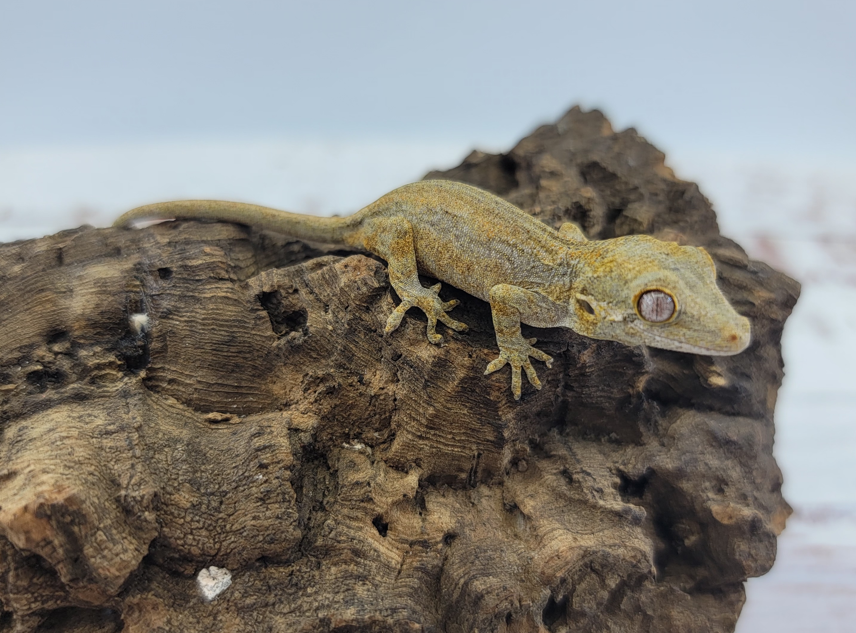 Yellow Base Gargoyle Gecko by Crystals Creatures