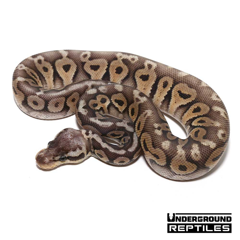 Super Pastel Het Red Axanthic Yellowbelly Ball Python by Underground Reptiles