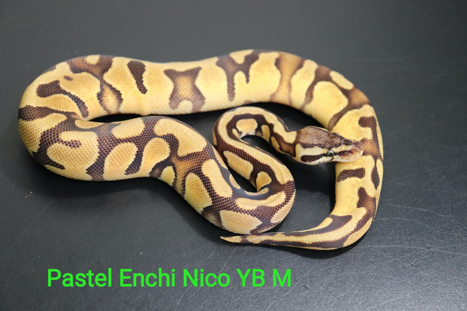 Pastel Enchi YB Nico by DNJ Pythons