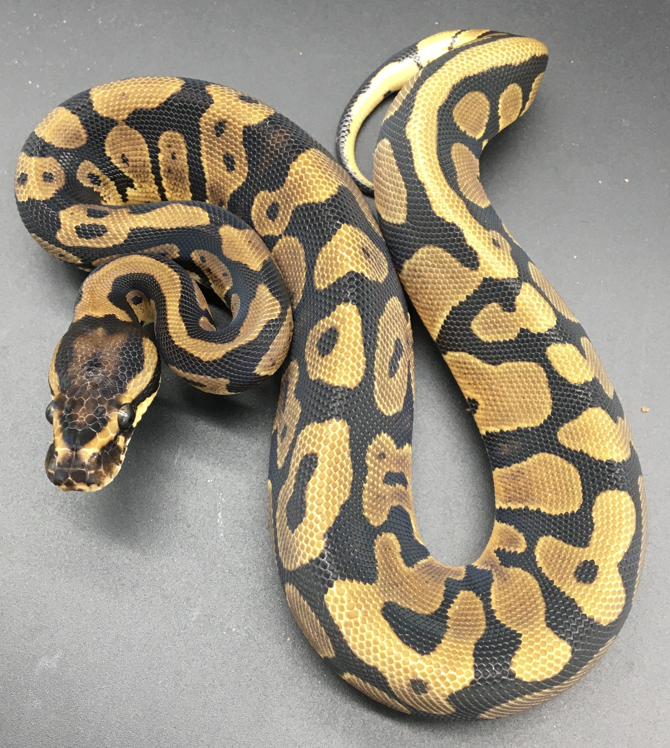 Confusion Ball Python by Wine Country Reptiles