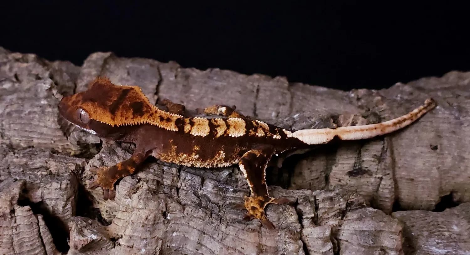 Fringing - Crested Gecko Traits - Morphpedia