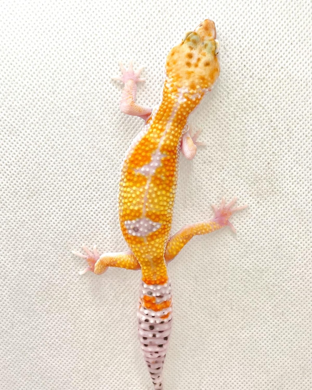 W/Y Blood-Tango Crush Leopard Gecko by Weird and Wild Ones Exotics