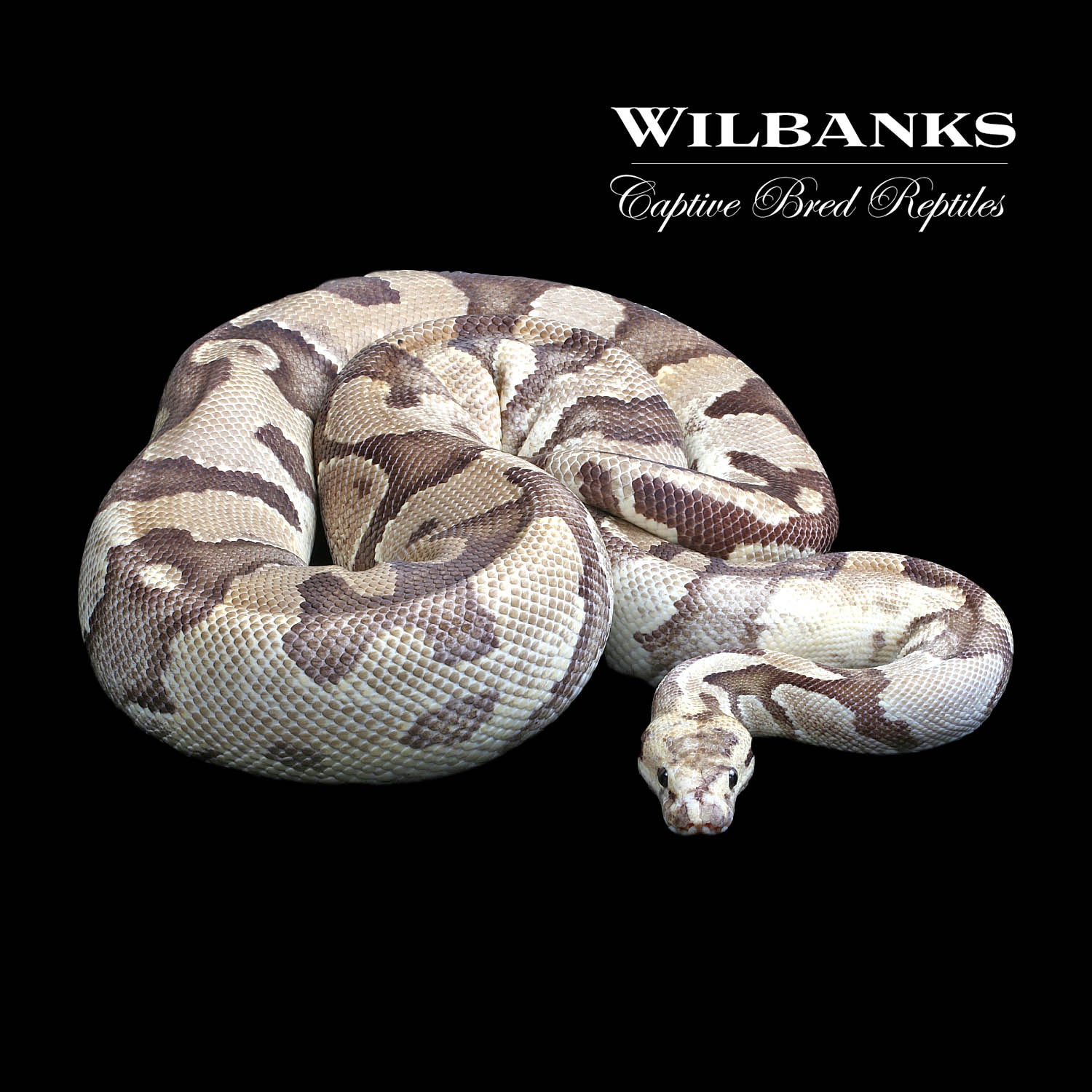 Fire Eclipse 100% Het, Clown Ball Python by Wilbanks Captive Bred Reptiles1
