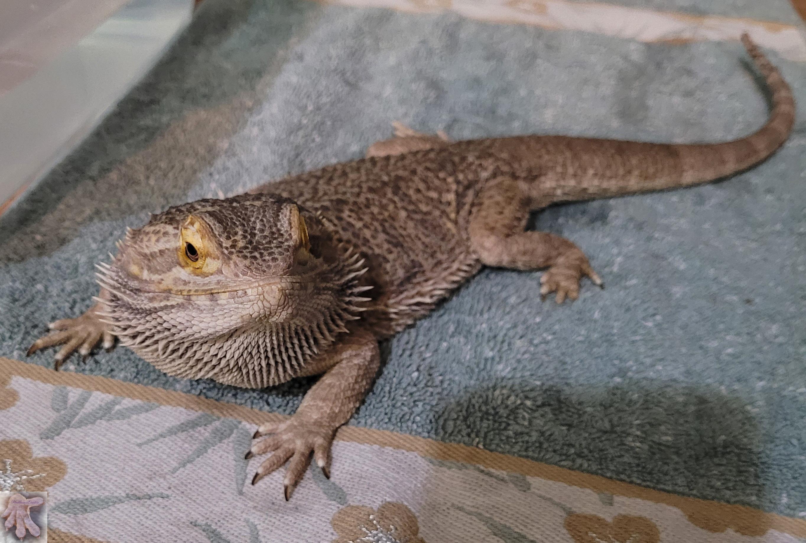 Normal Central Bearded Dragon by HallowsExotix