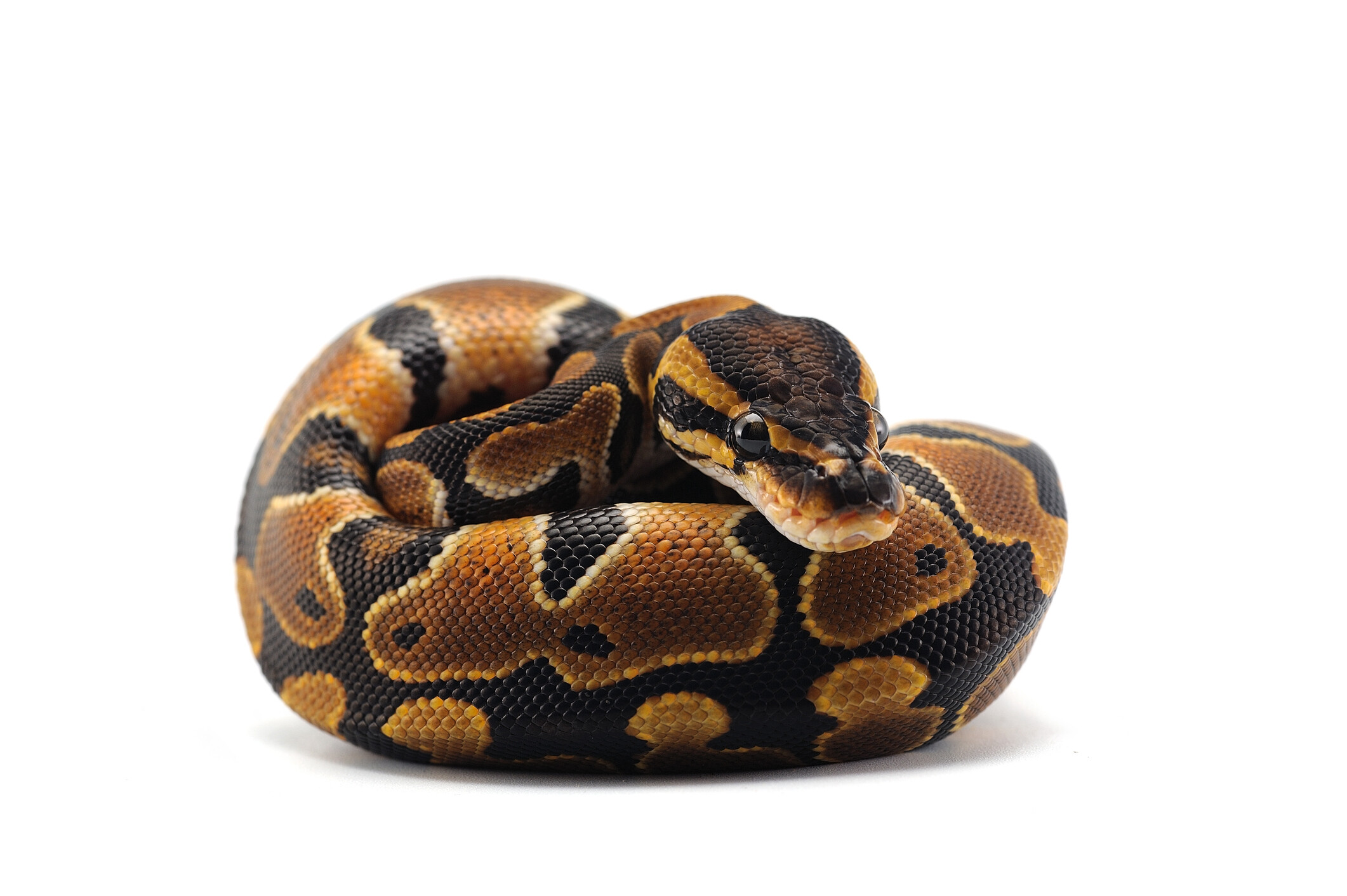 Ball Pythons - MorphMarket Reptile Community
