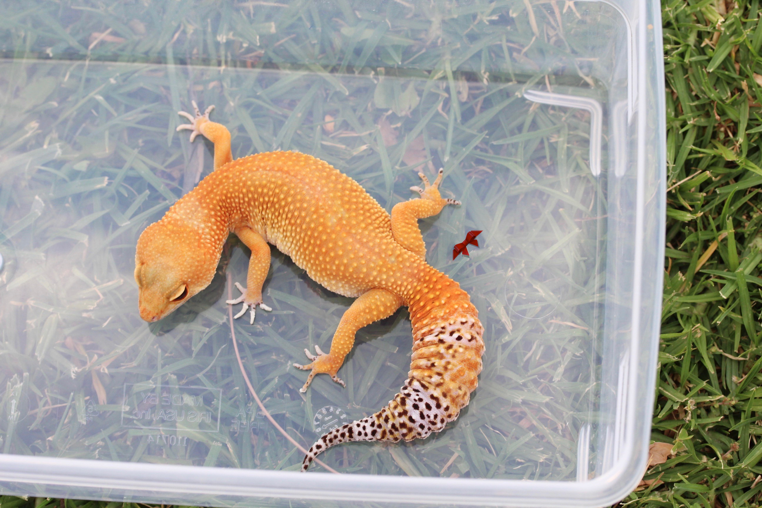 Tangerine Leopard Gecko by Bold  Bright Geckos