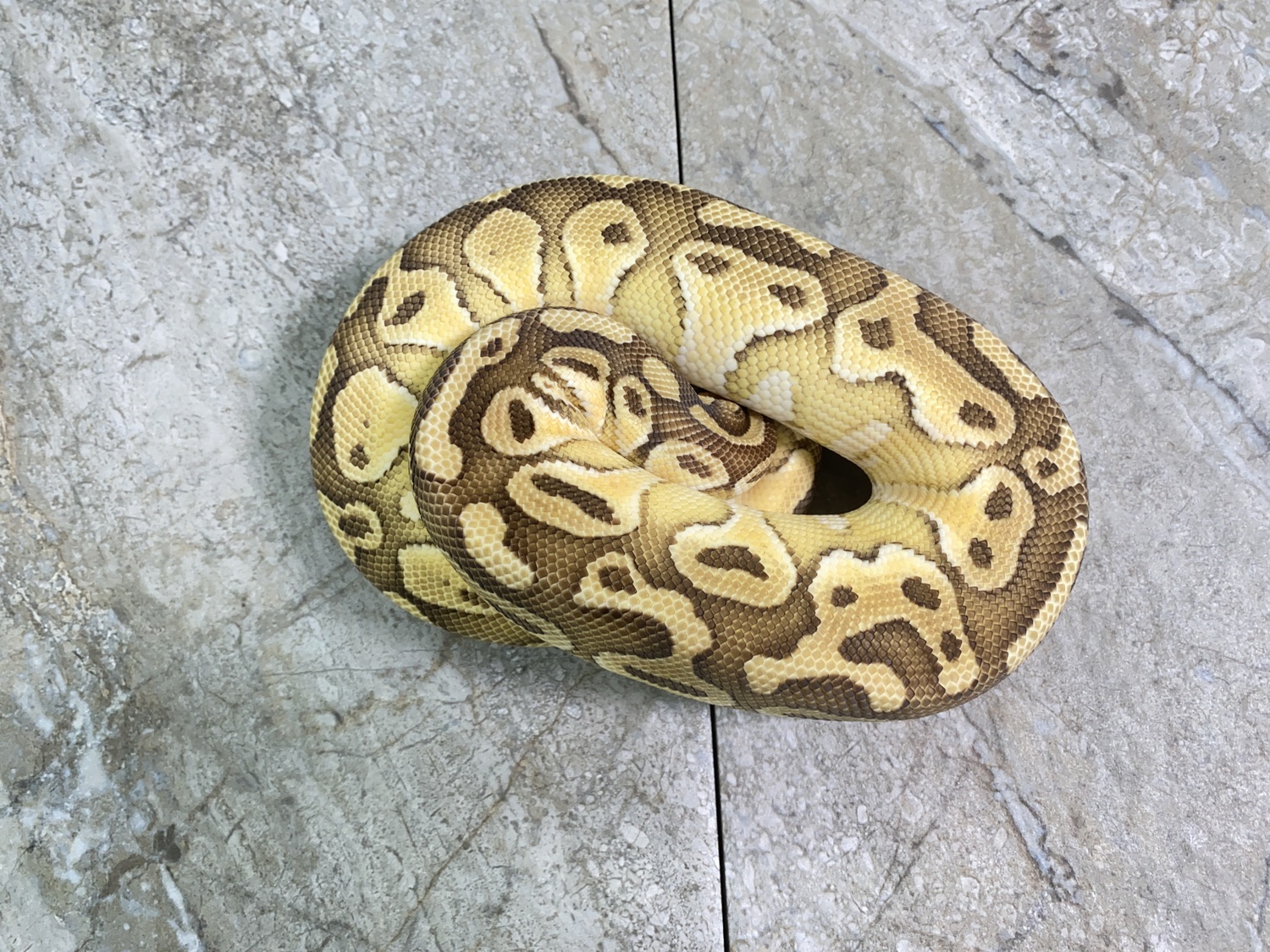 Pastel Lesser Yellowbelly Probable Joppa Ph Tristripe Ball Python by Ectothermic Dungeon