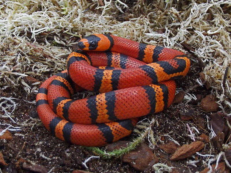Tangerine Honduran Milk Snake by Snakes 'N' Adders