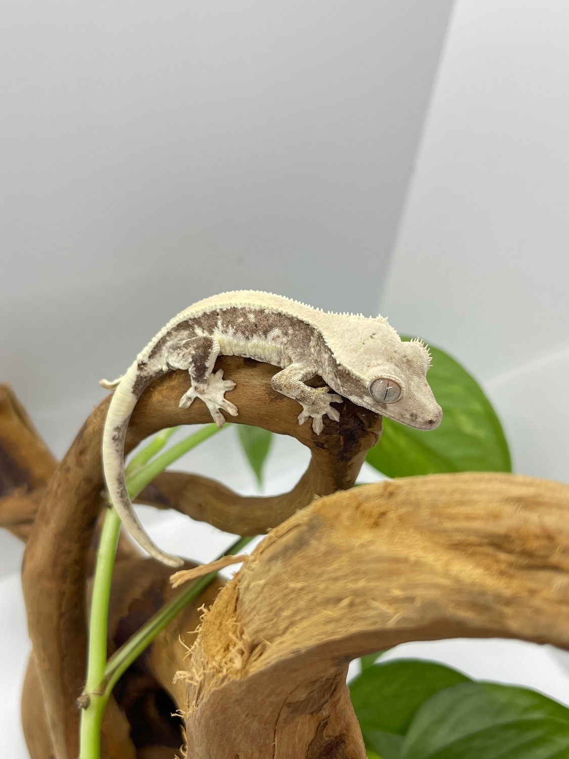Solid Dorsal Lavender Lilly White Crested Gecko by One In A Chamillion