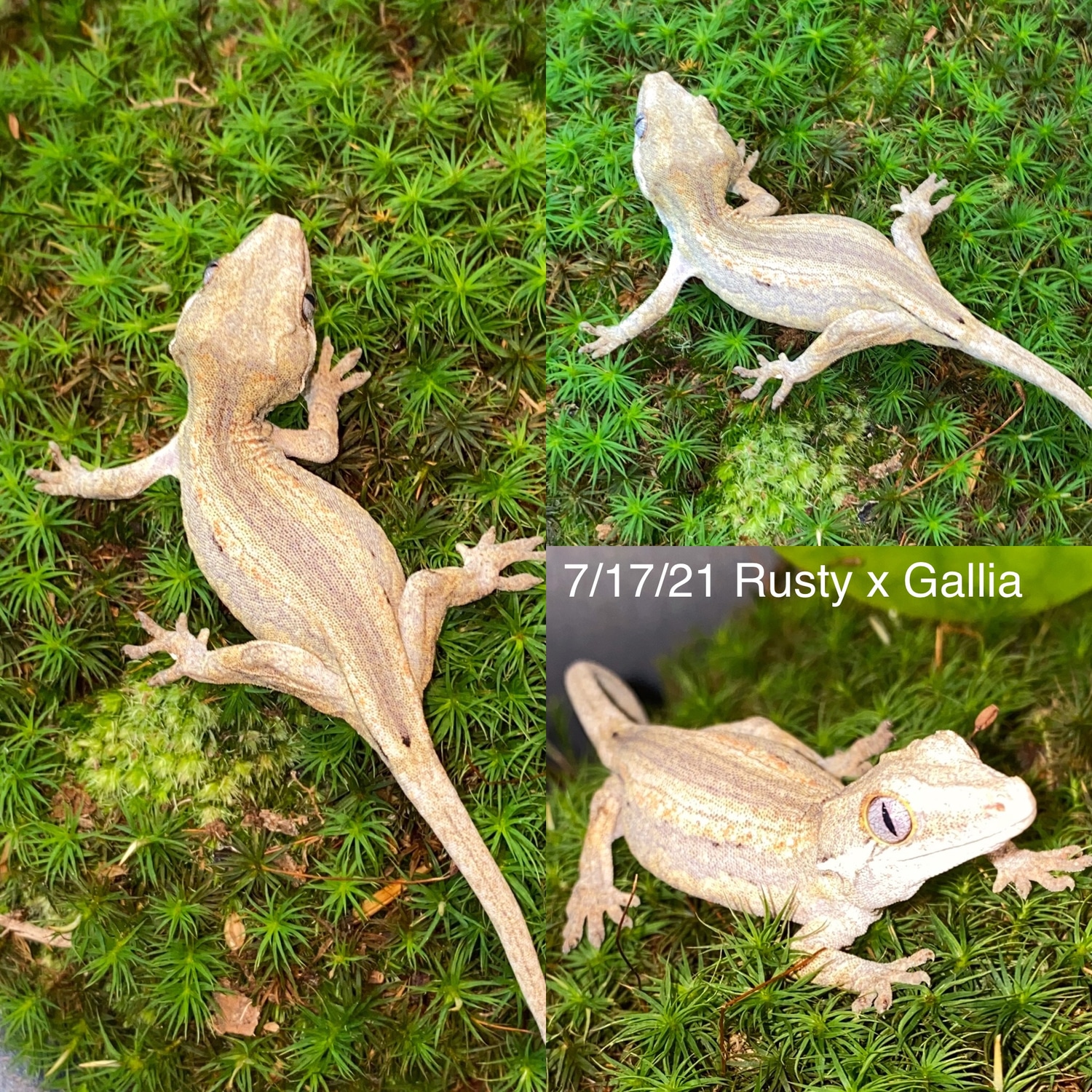 Yellow Base Pastel Out Of Rusty (Phantom Eye) X Gallia Gargoyle Gecko by Nature Nut Reptiles