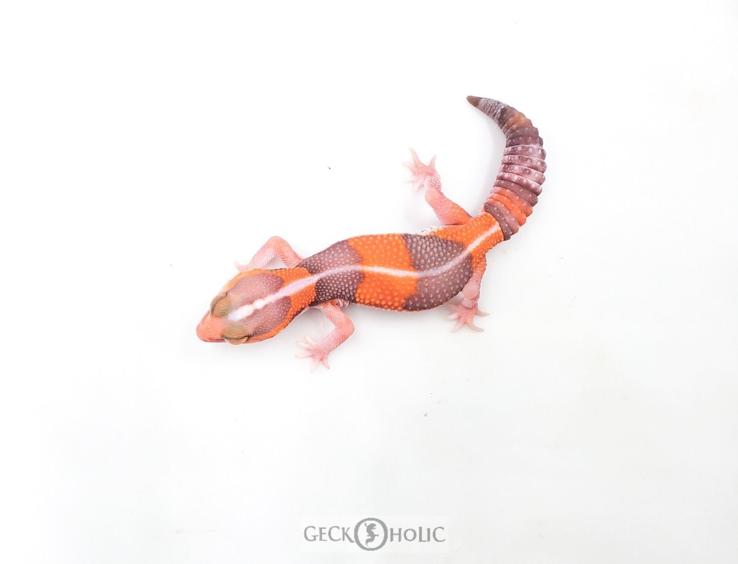 Striped Tangerine Amelanistic 50% Het Patternless African Fat-Tailed Gecko by Geckoholic
