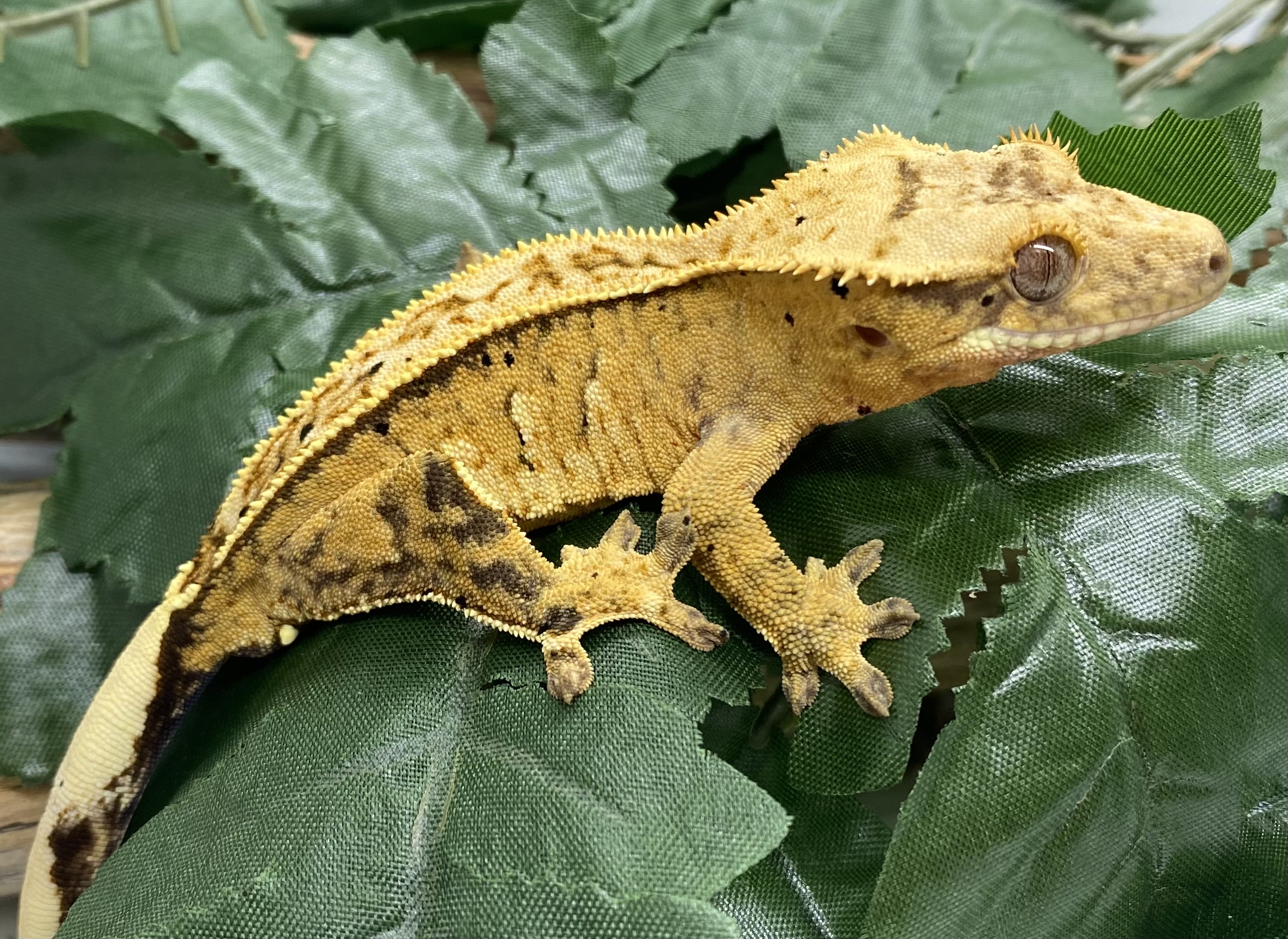 Yellow Crested Gecko by Daydream Reptiles