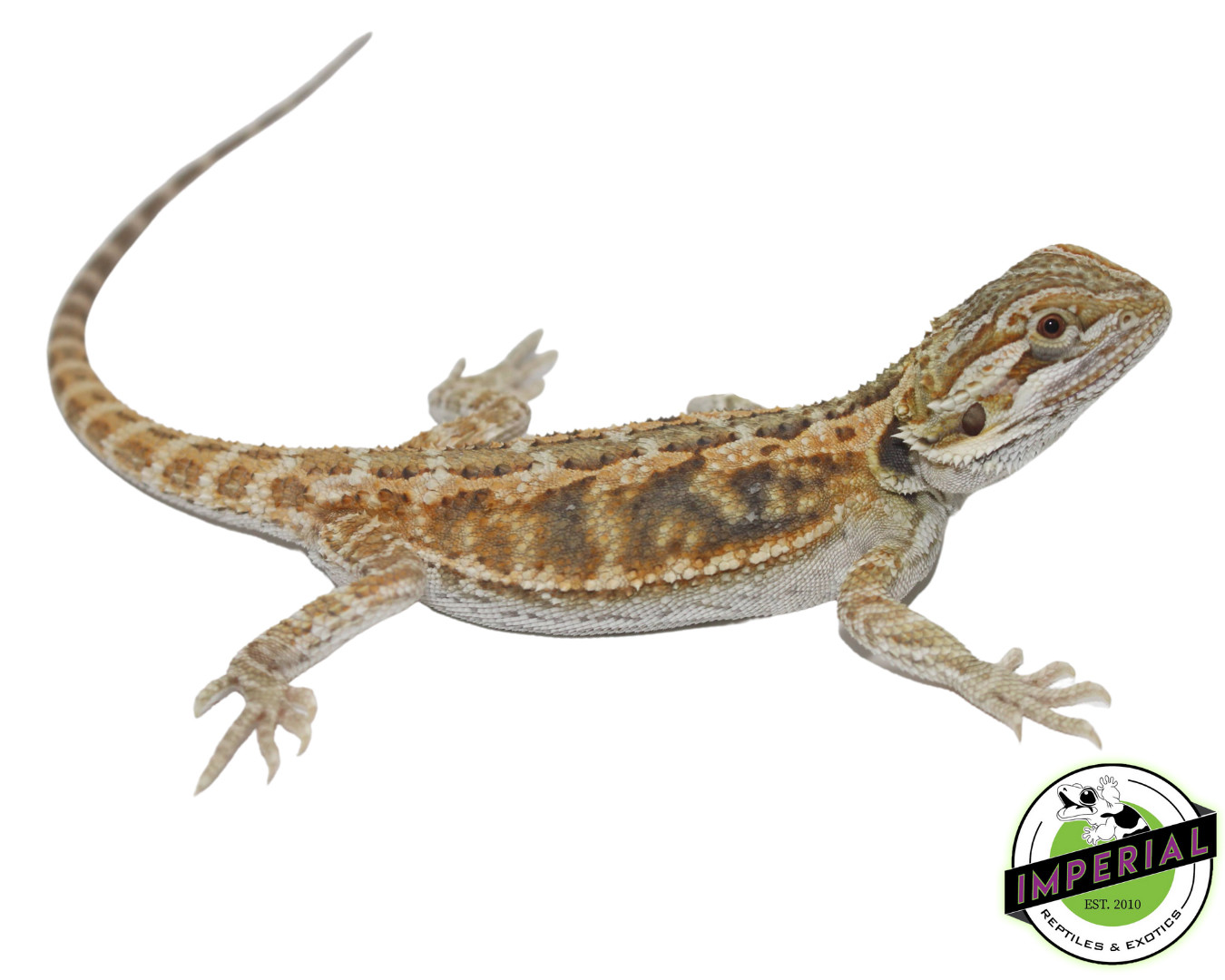 Citrus Central Bearded Dragon by Imperial Reptiles & Exotics, LLC