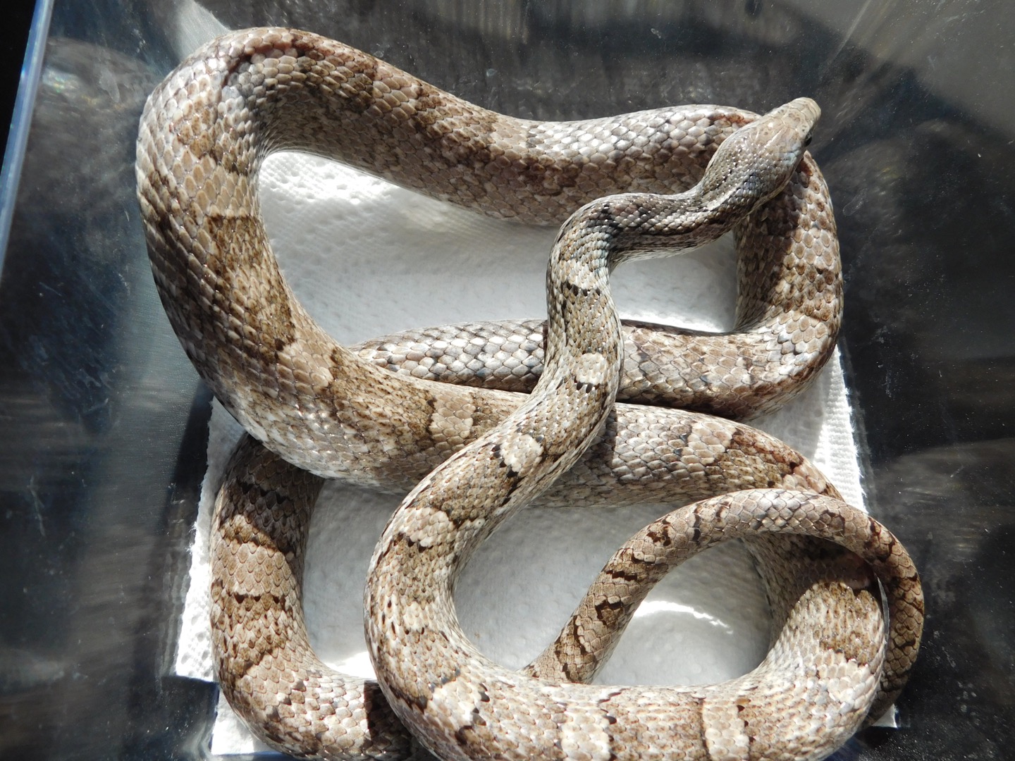 Charcoal Corn Snake by Slytherin House Corns Snakes