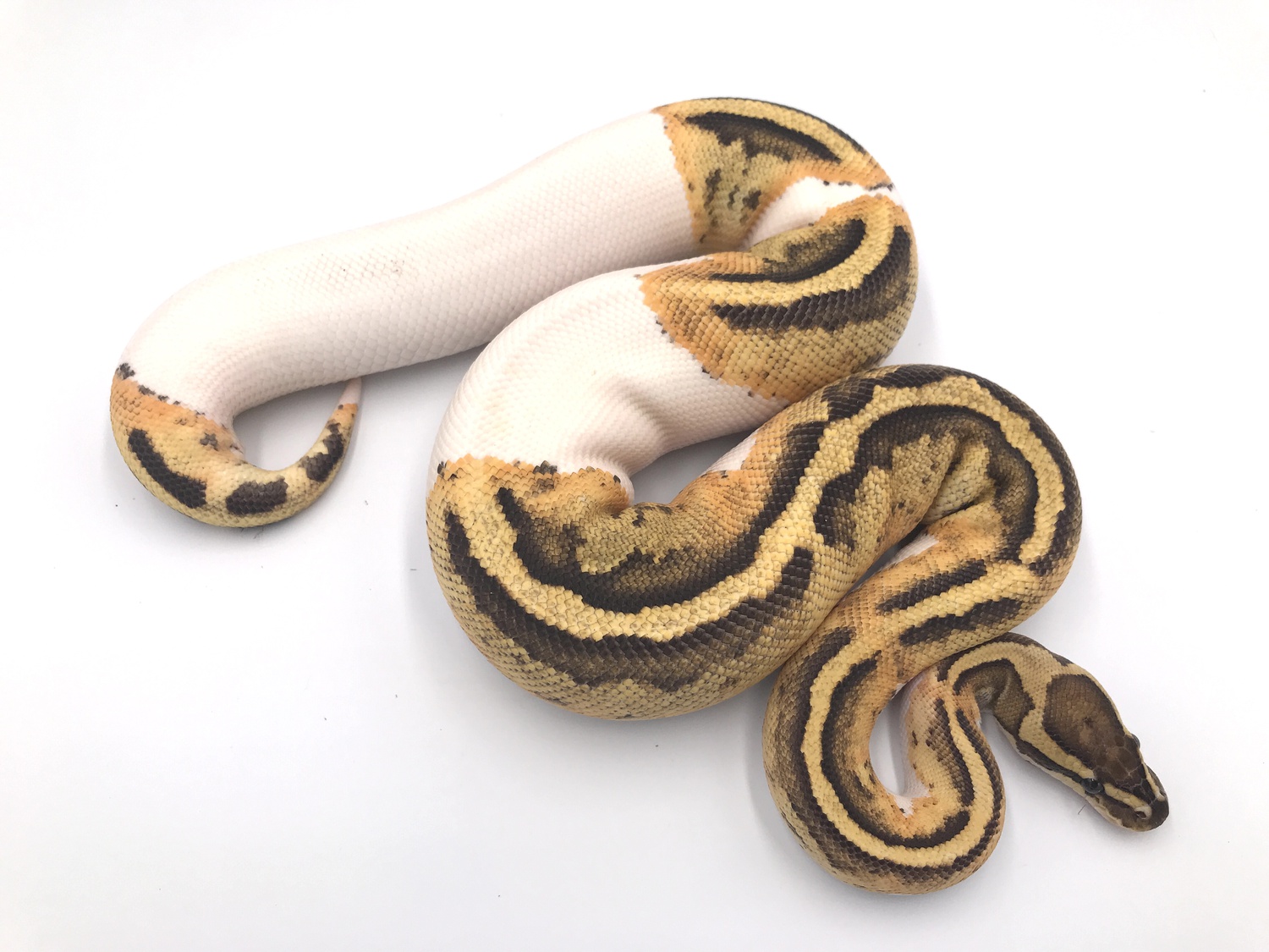Wrecking Ball Pied Ball Python by Wreck room snakes