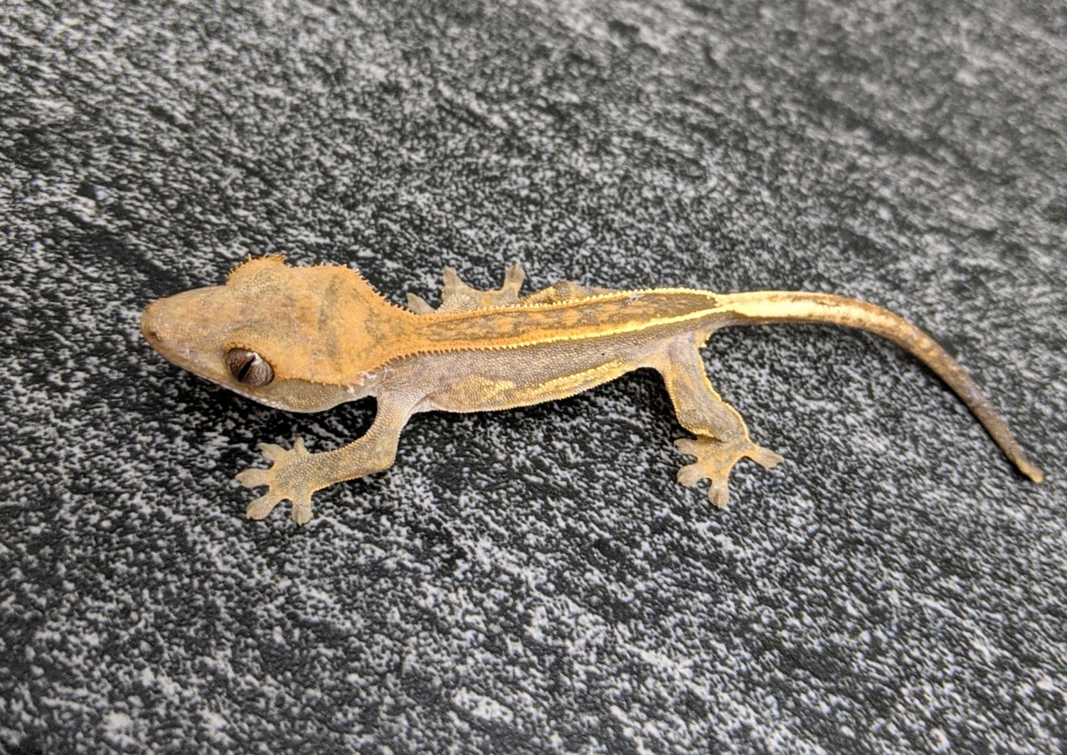 Tangerine Possible Soft Scale Pinstripe Crested Gecko by Zadistic Exoticz