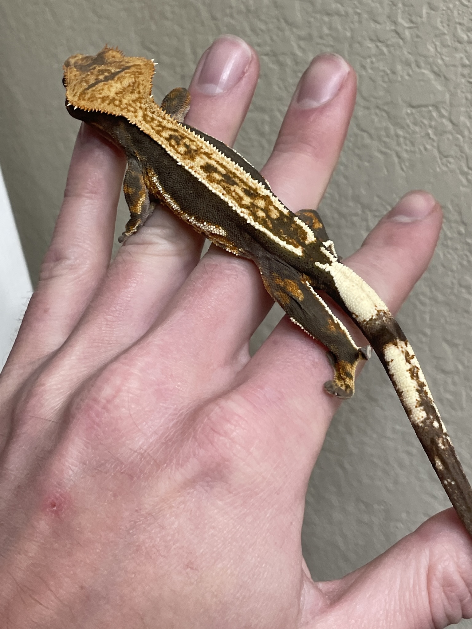Crested Gecko Growing Too Fast Crested Geckos MorphMarket 
