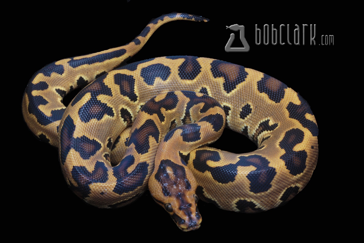 X Burmese Hybrid Ball Python by Bob Clark Reptiles