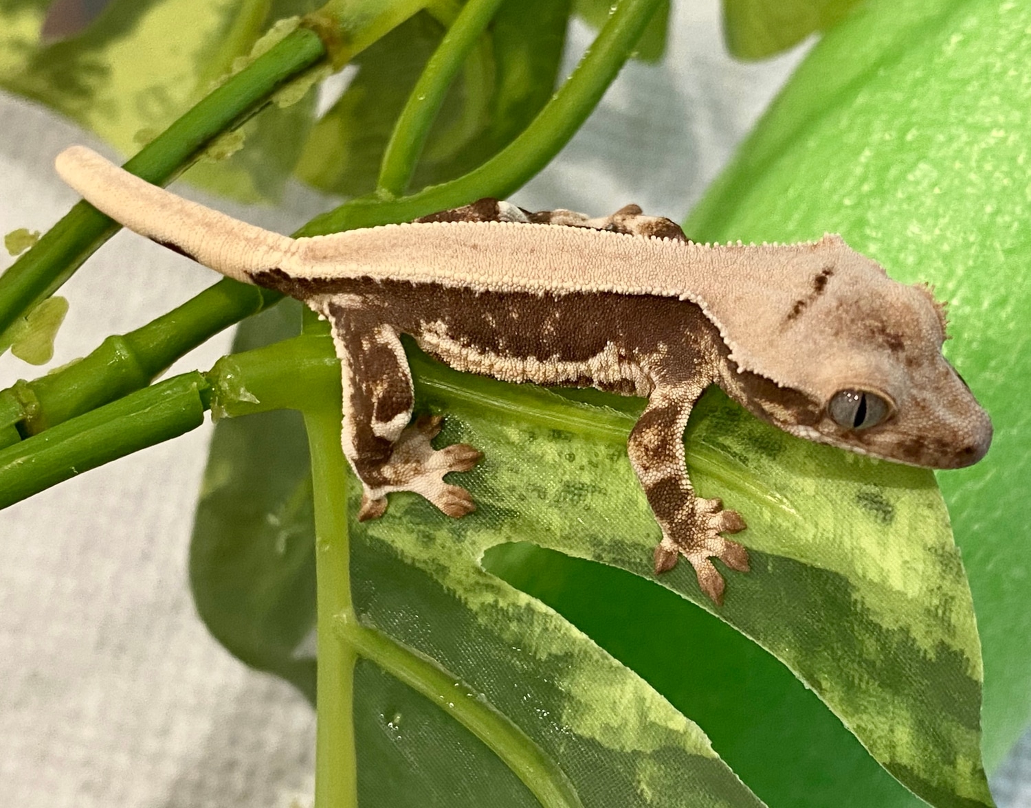 Solid Back Lilly White Gecko Baby From Killer Parents Crested Gecko by Mercury Geckos