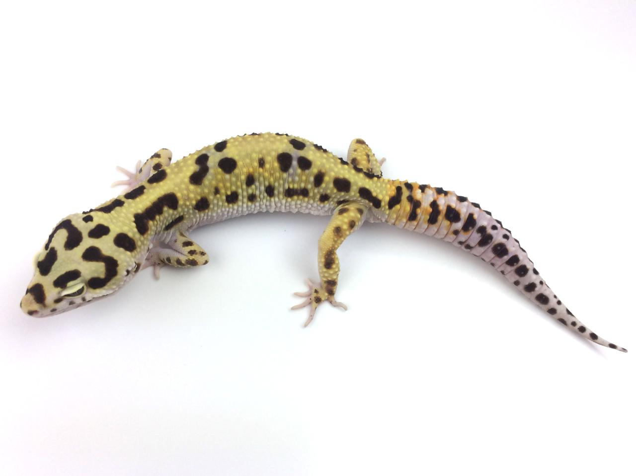 Bandit Leopard Gecko by Royal Constrictor Designs