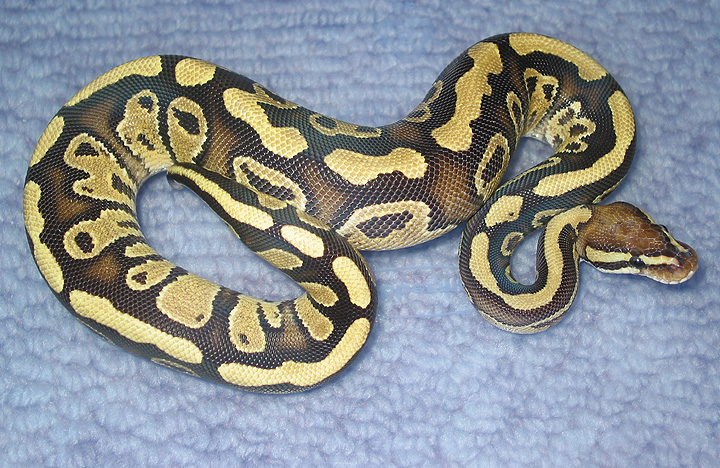 The Original Eramosa Het Genetic Stripe male at a year old by Corey Woods