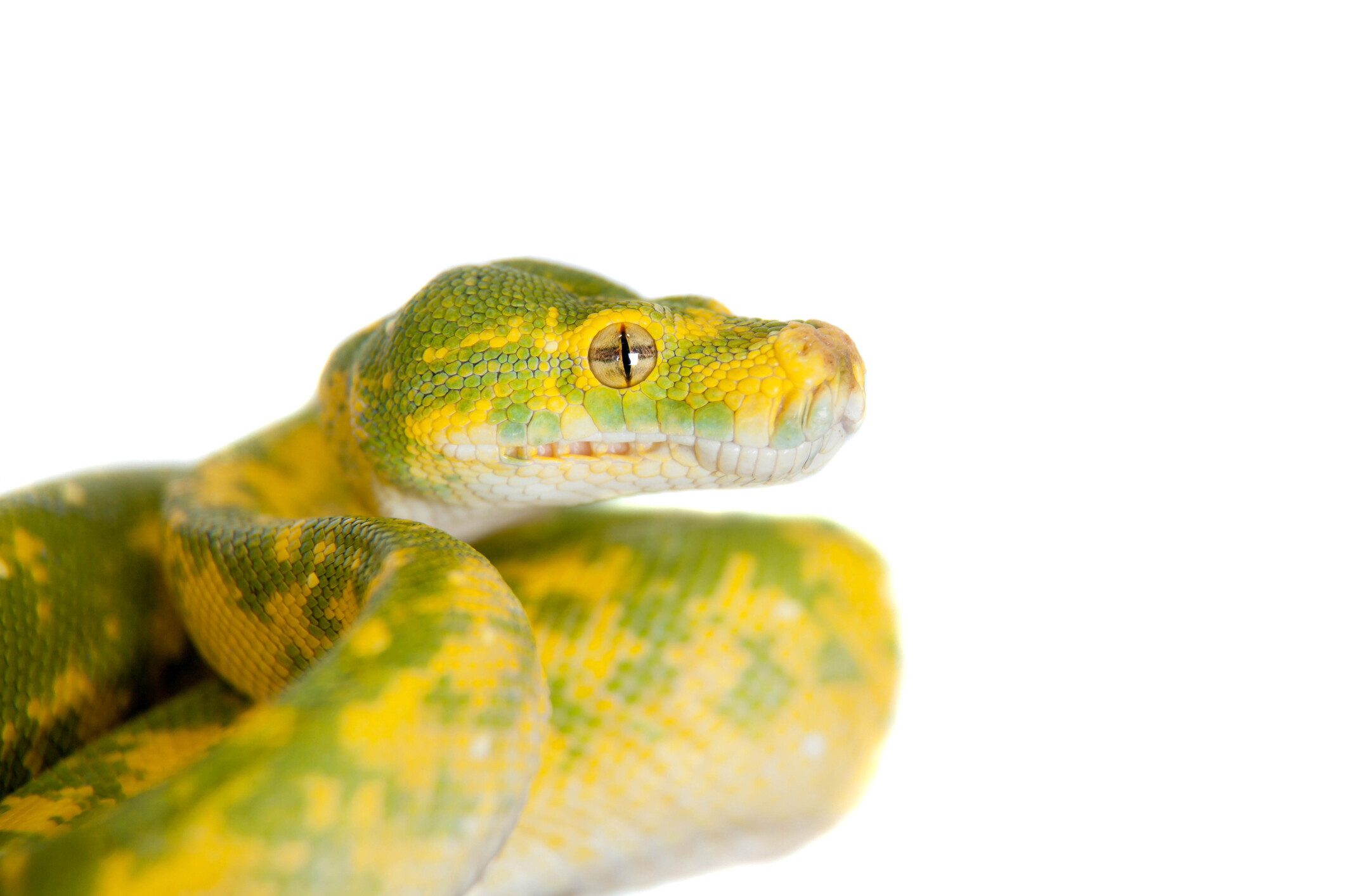 Latest Green Tree Pythons topics - MorphMarket Reptile Community