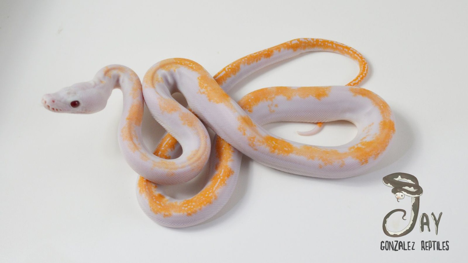 White Head White Phase Pied Pos Motley Tiger Reticulated Python by Jay Gonzalez Reptiles