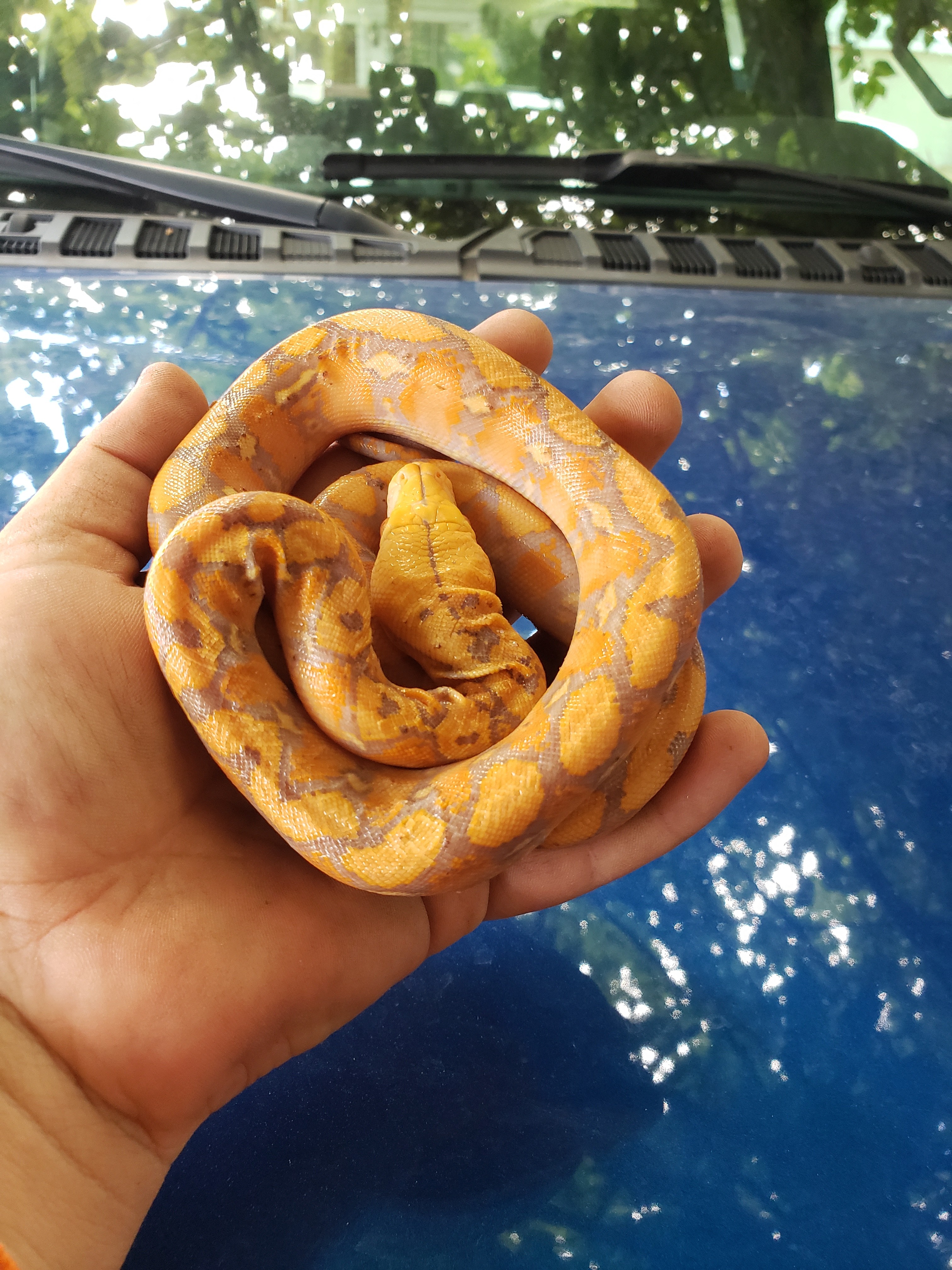 Purple Reticulated Python by Tick Reptiles