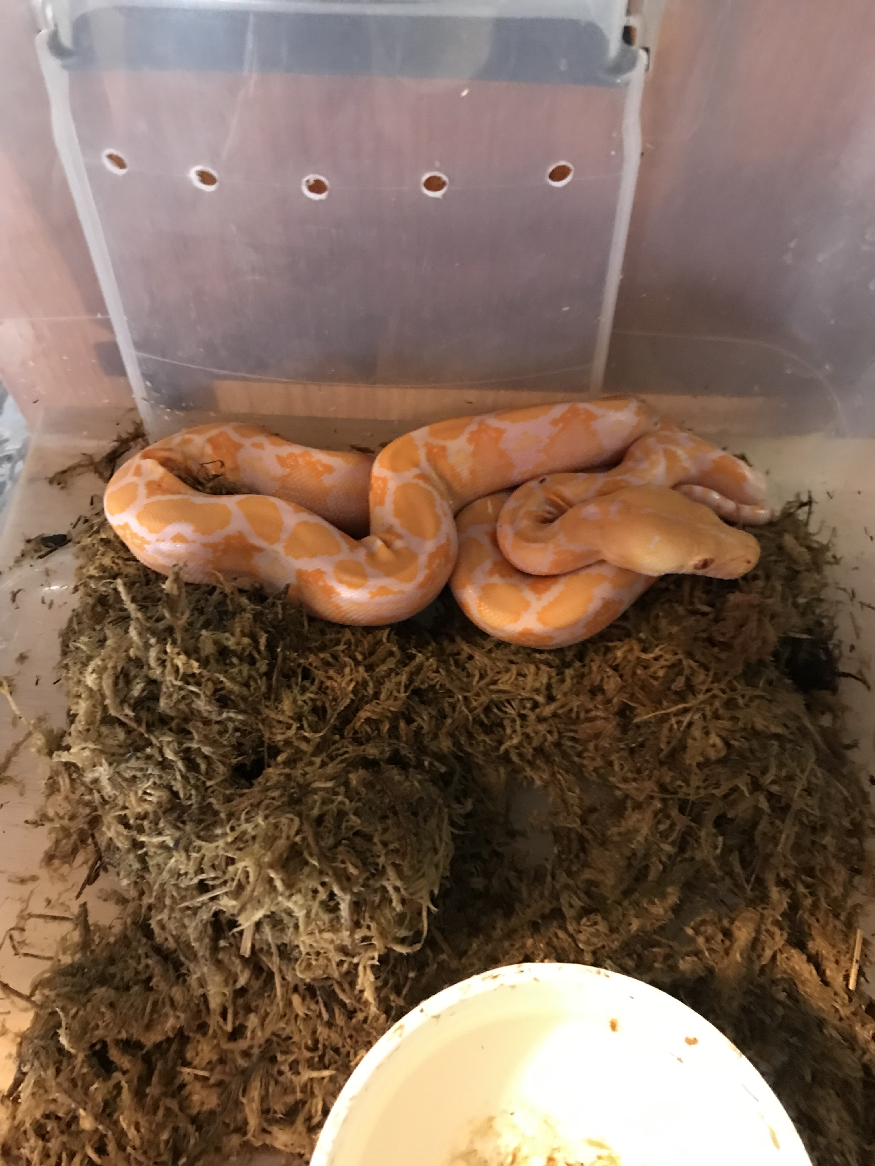 Albino Reticulated Python by Scaley Pets  Friends
