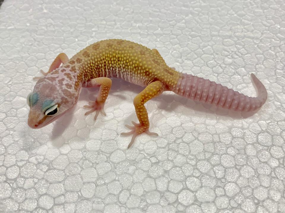 Patternless Leopard Gecko by Imperial Reptiles & Exotics, LLC