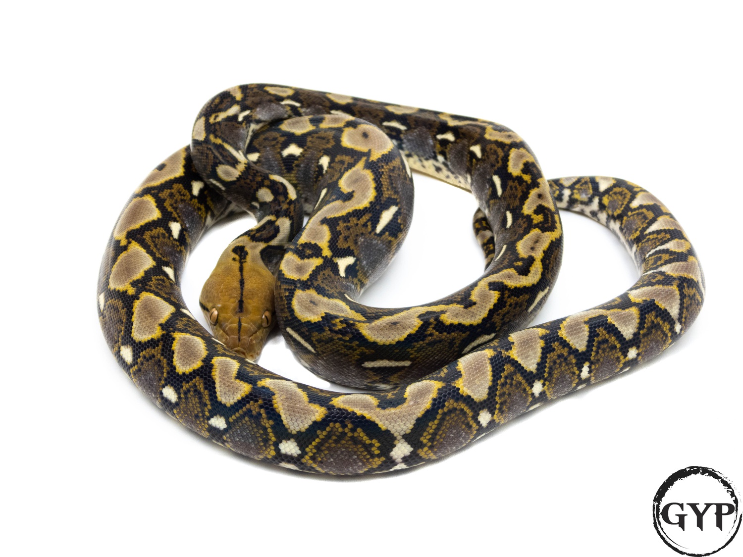 Sulawesi/Java Cross Reticulated Python by Gopher Your Pet