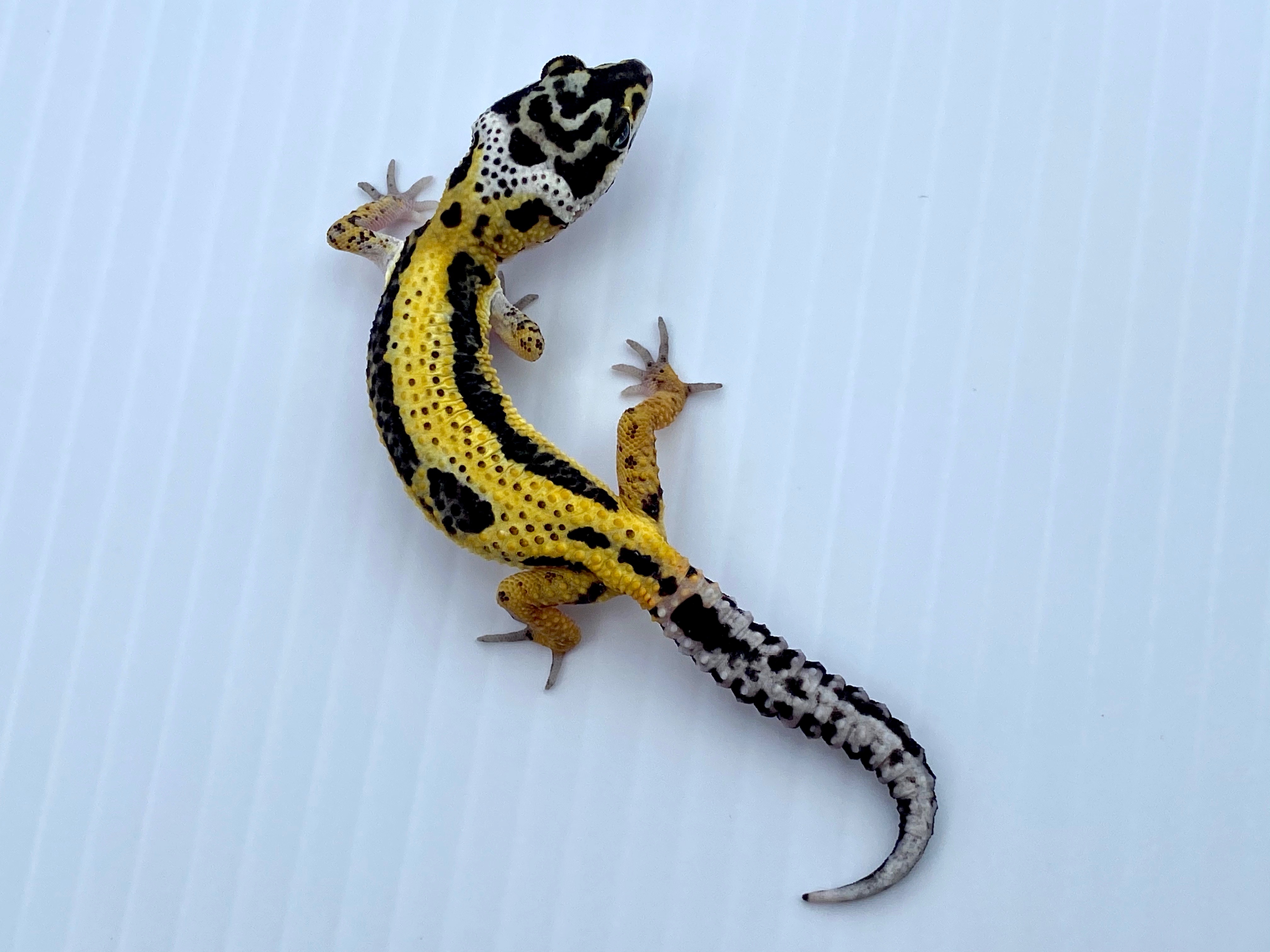 Lemon Frost Leopard Gecko by The Zartopian Reptile Society