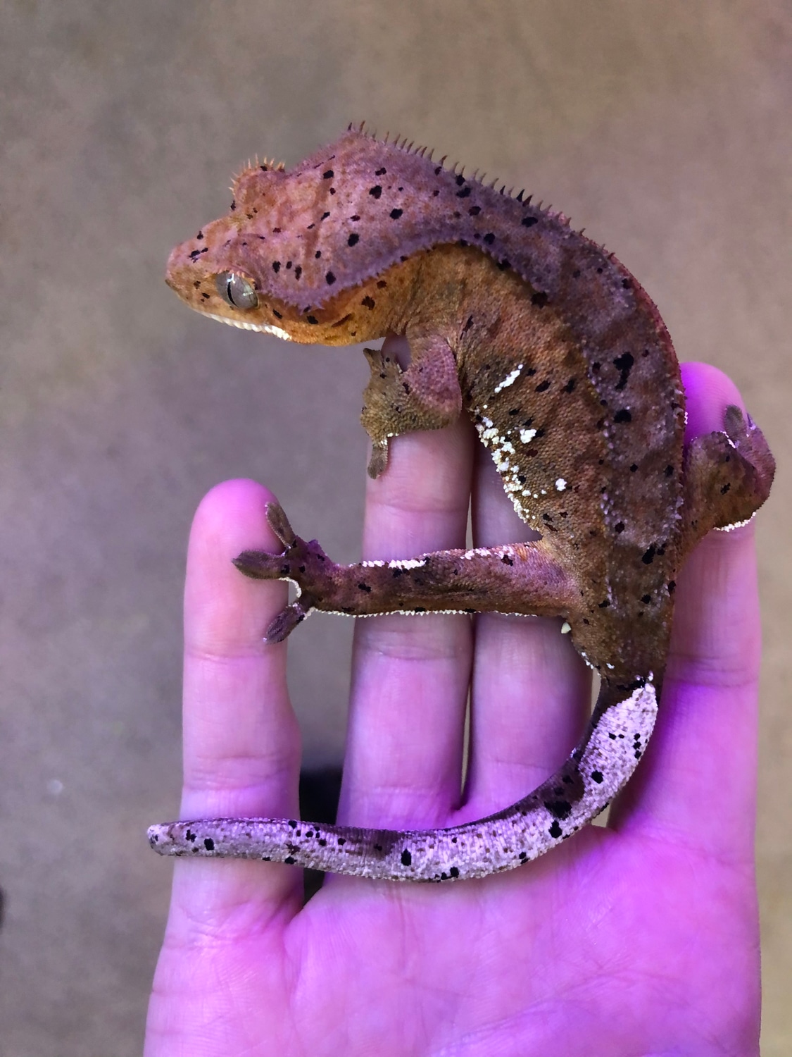 Porthole Dalmation Crested Gecko by NCScales