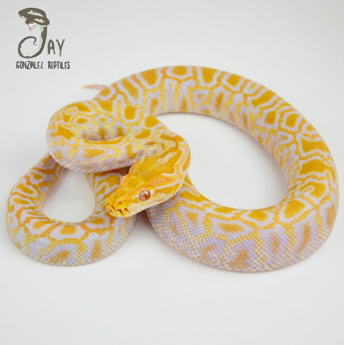 Albino Wei Caramel Burmese Python by Jay Gonzalez Reptiles
