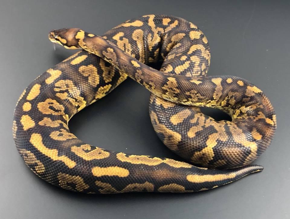 Tornado Ball Python Traits Morphpedia