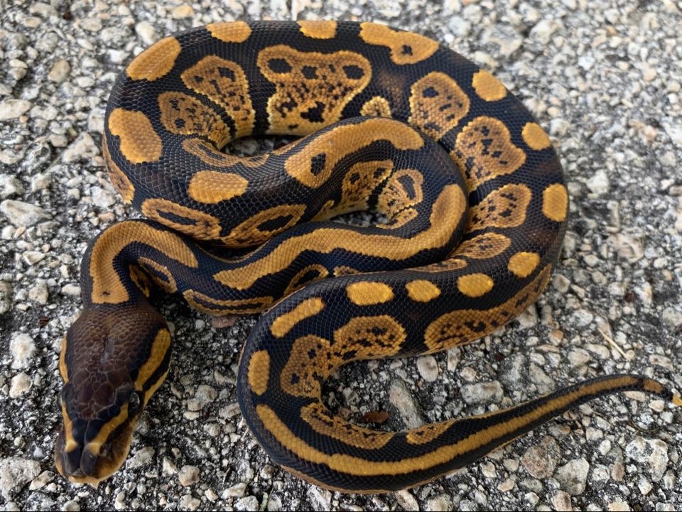 Granite Ball Python by Snakes at Sunset