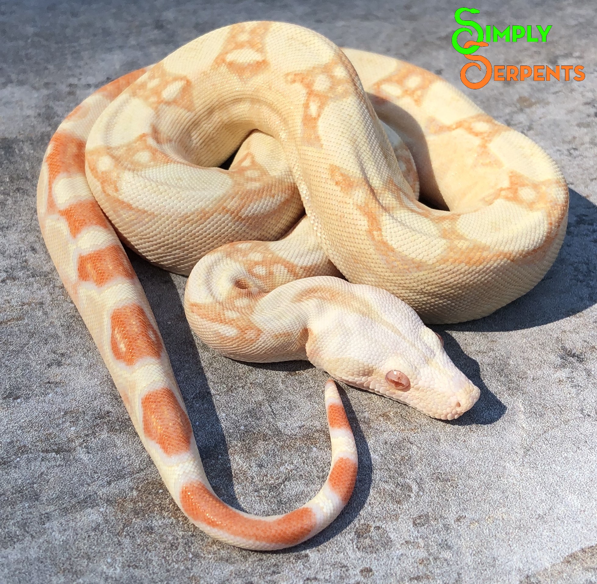 Kahl Albino Boa Constrictor by Simply Serpents