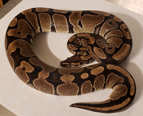 Joppa Ball Python by Reptiles By Design