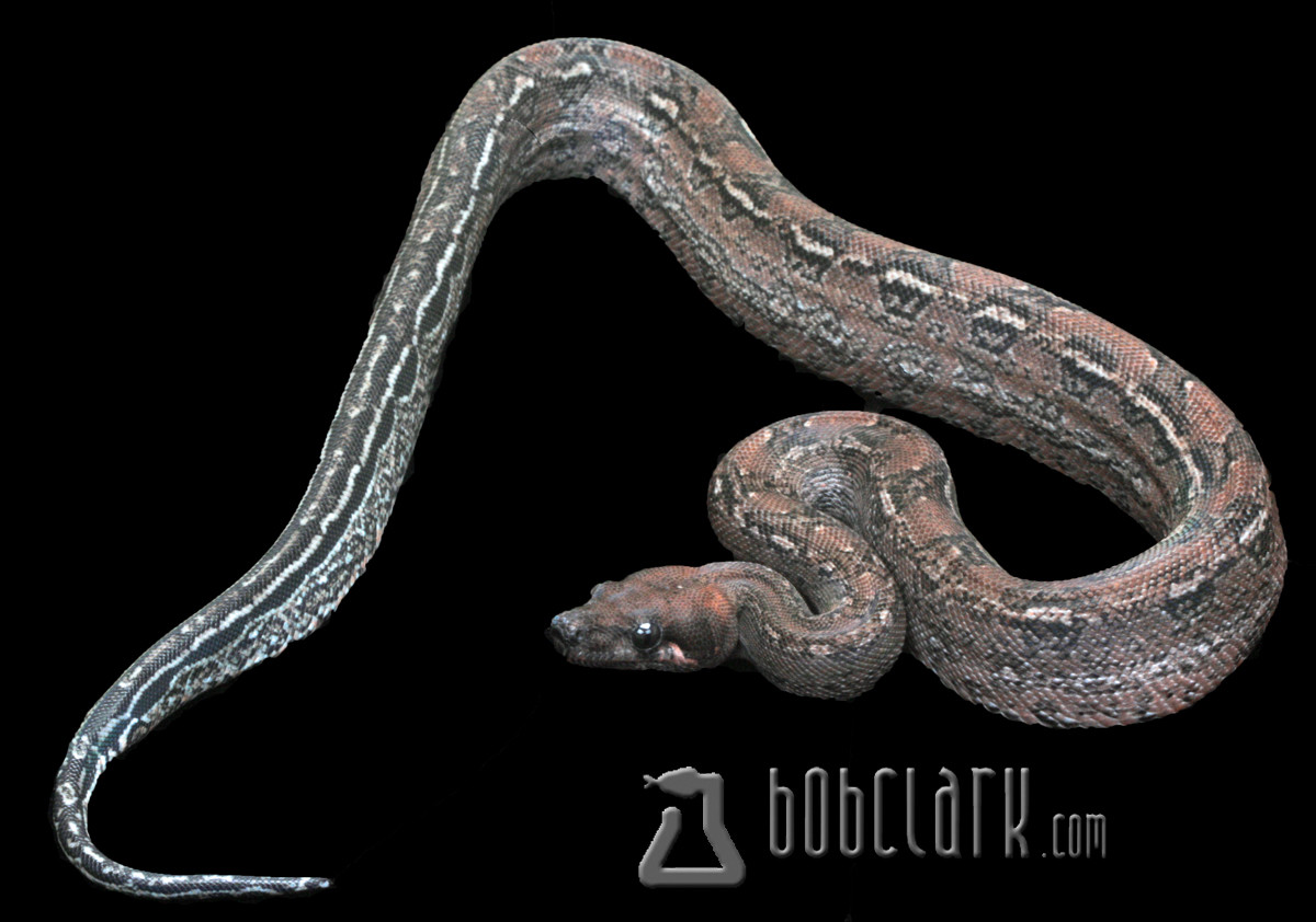 Leopard Boa Constrictor by Bob Clark Reptiles