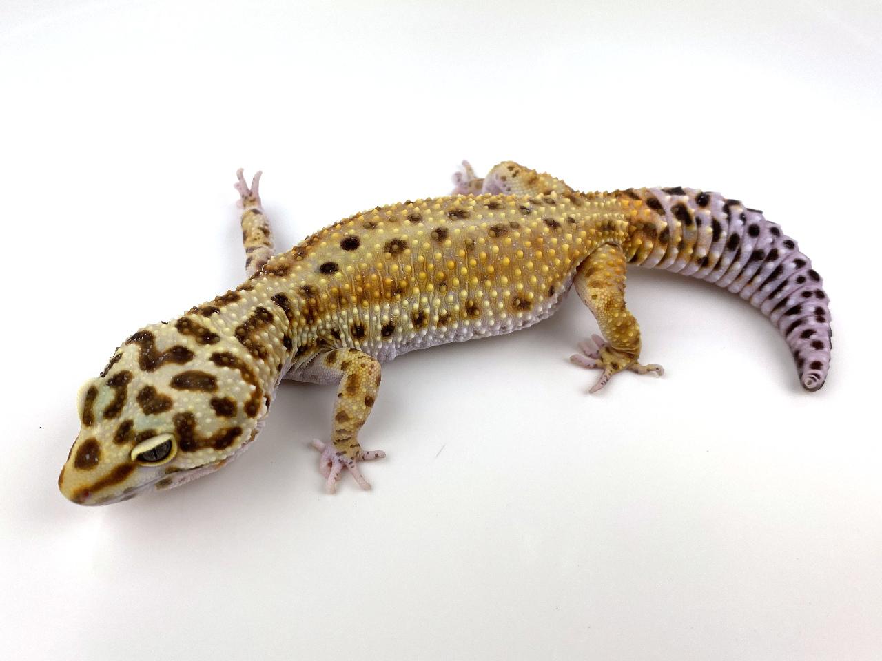 High Yellow Leopard Gecko by Royal Constrictor Designs