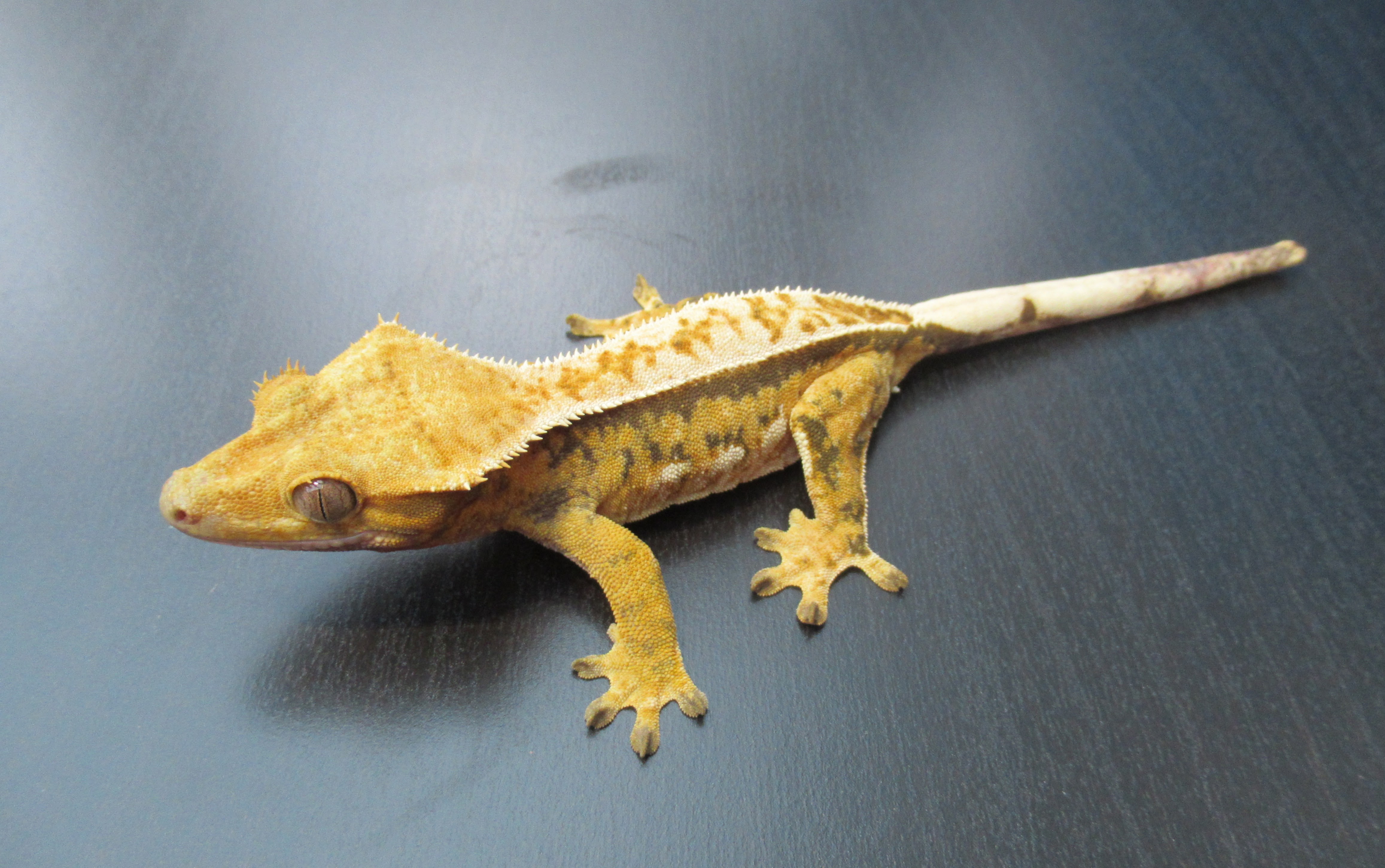 High % Pinstripe Extreme Tricolour by FoxReptiles