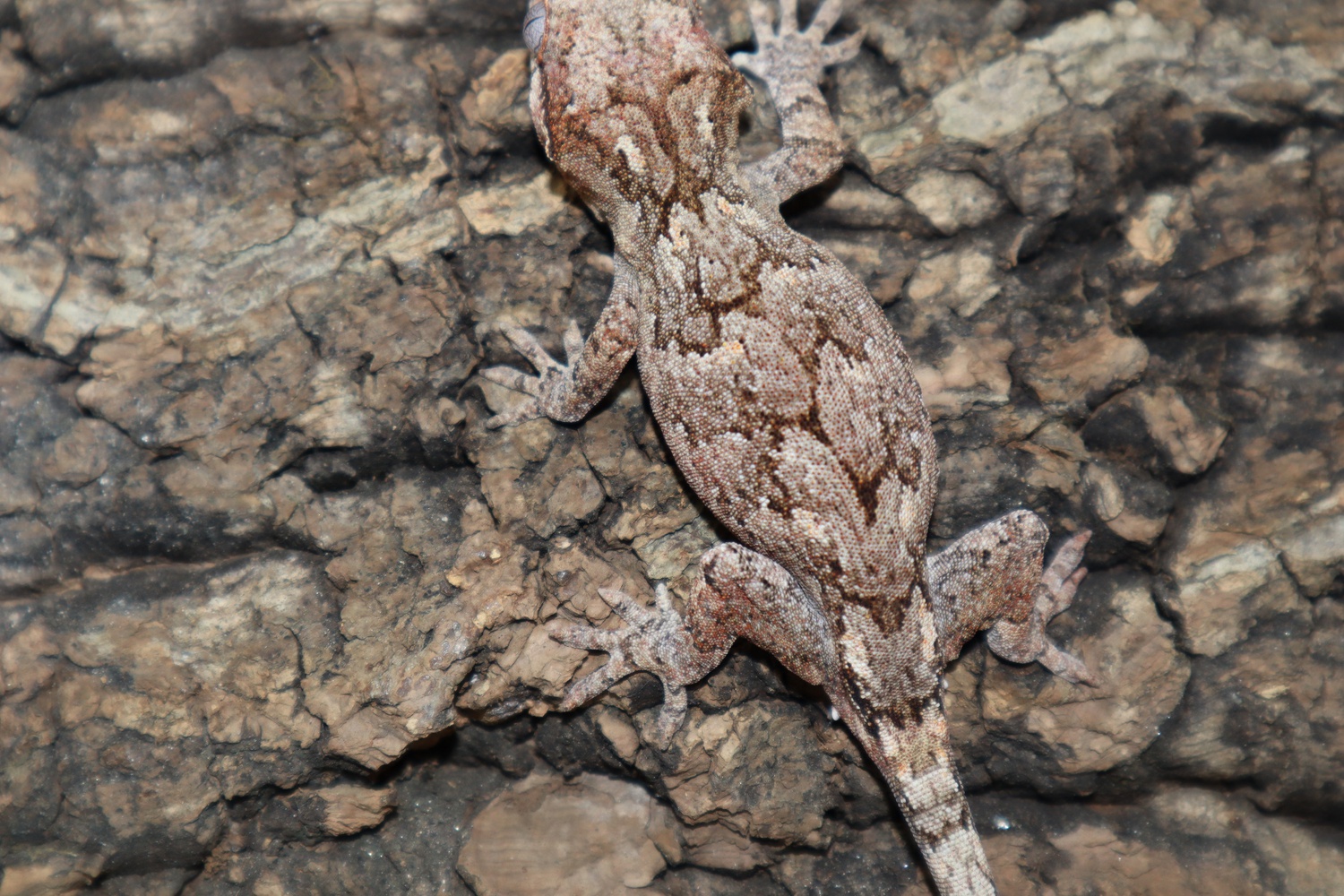 Mosaic Gargoyle Gecko by BB's crested geckos inc